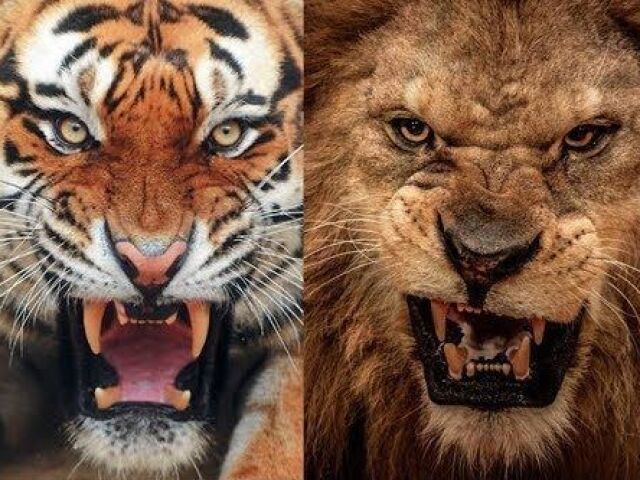 Tigre/Leão