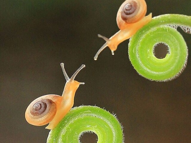 Caracol