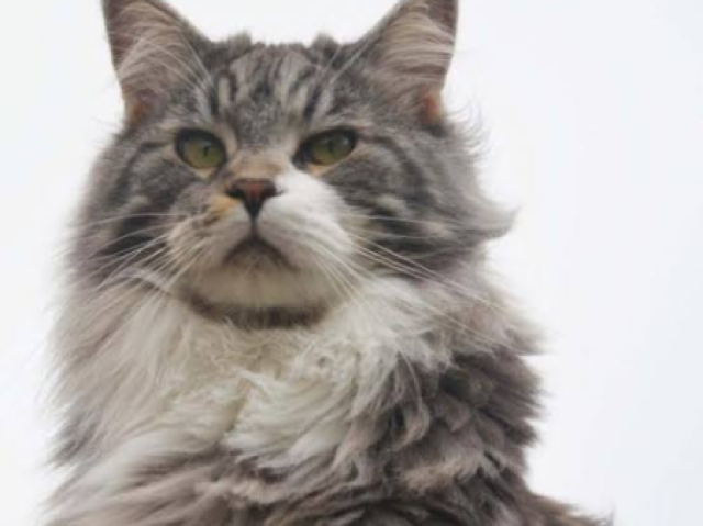 Maine Coon