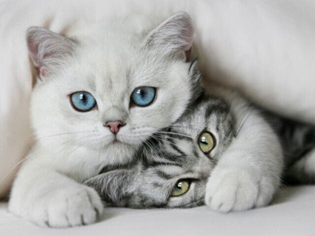 🐱Qual raça de gato você seria? 🐱