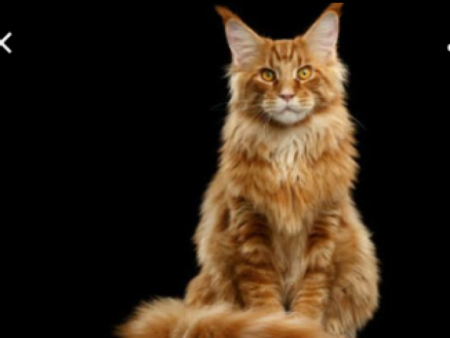Maine Coon