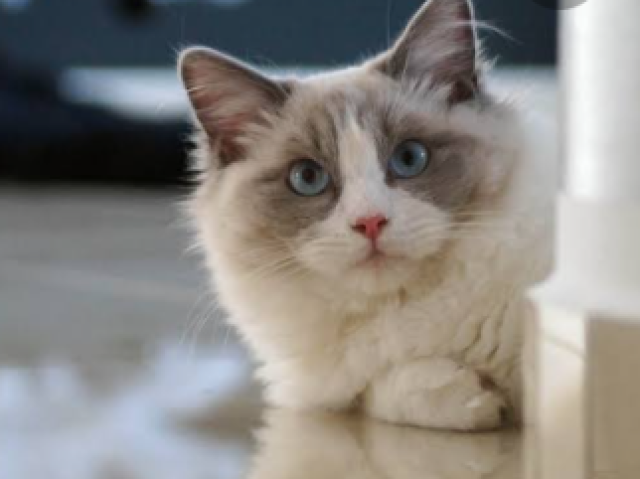 Ragdoll