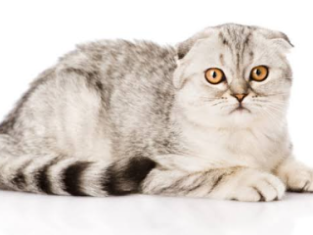 Scottish Fold