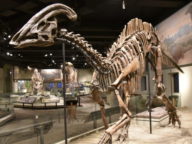 Parasaurolofo