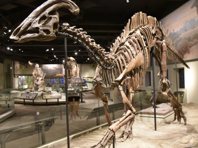 Parasaurolofos