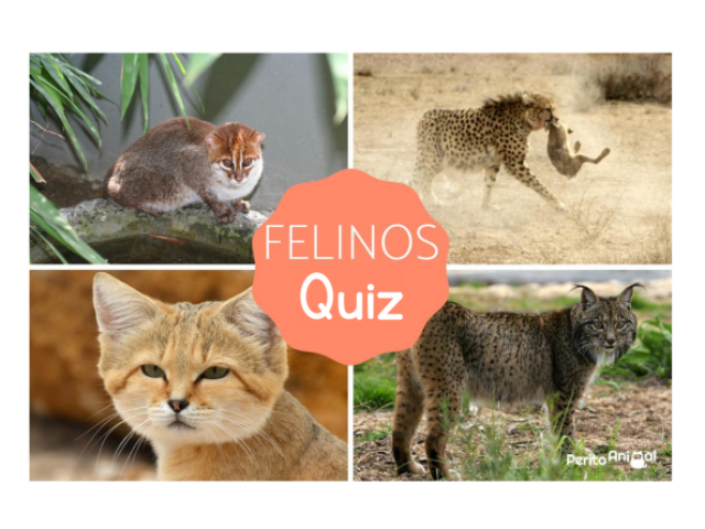 Você conhece muito bem os felinos?