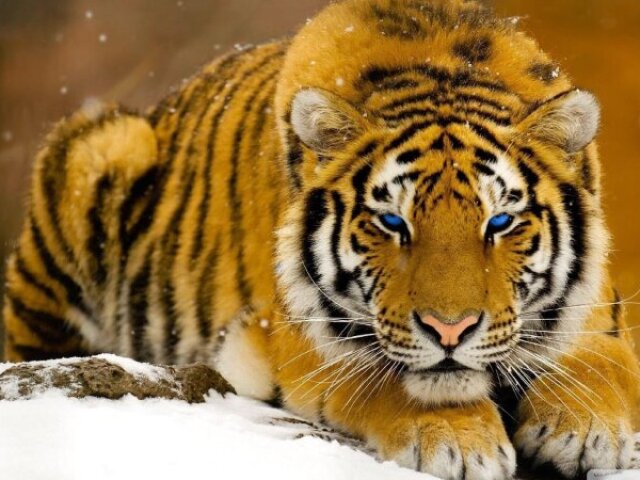 Tigre