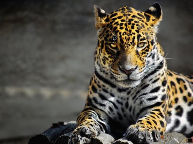 Leopardo