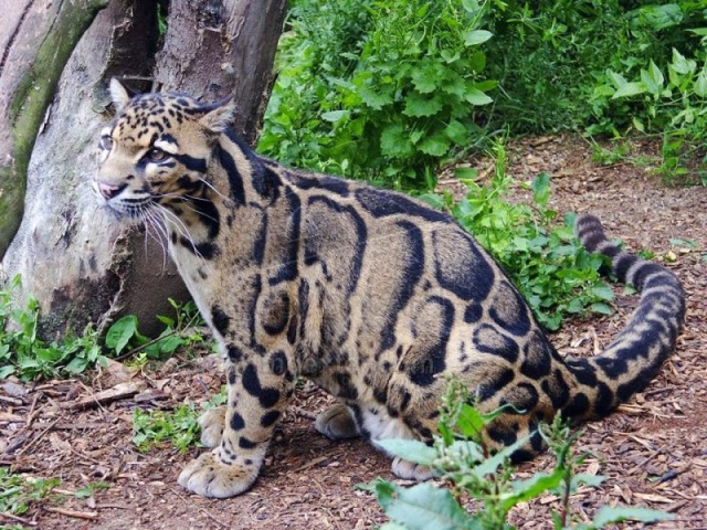 Leopardo nebuloso