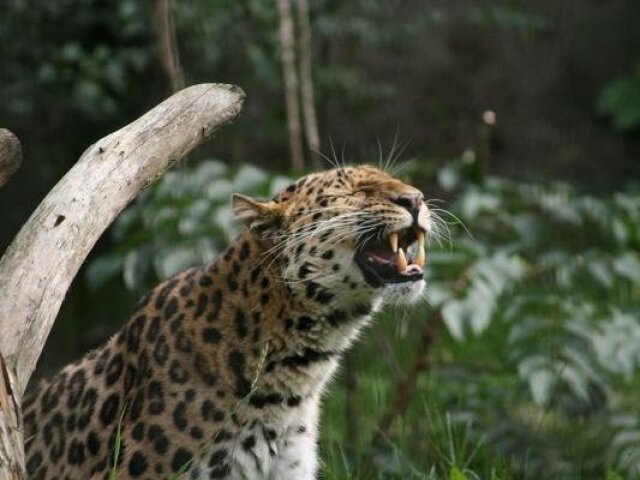 Leopardo-de-Amur