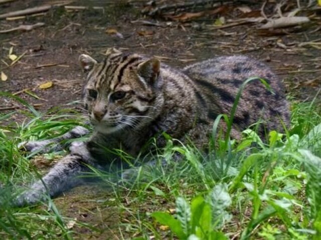 Gato pescador