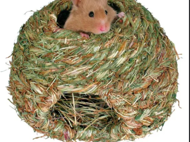 Gente? Esse hamster é de 100 mil anos atrás