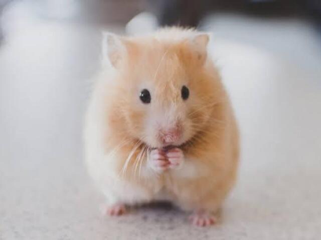 Hamster