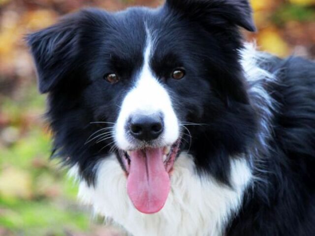 Você conhece mesmo a raça Border Collie?