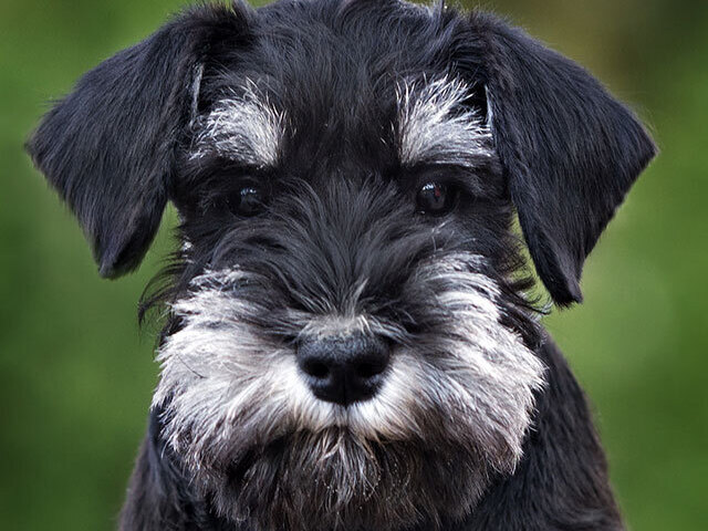 Schnauzer