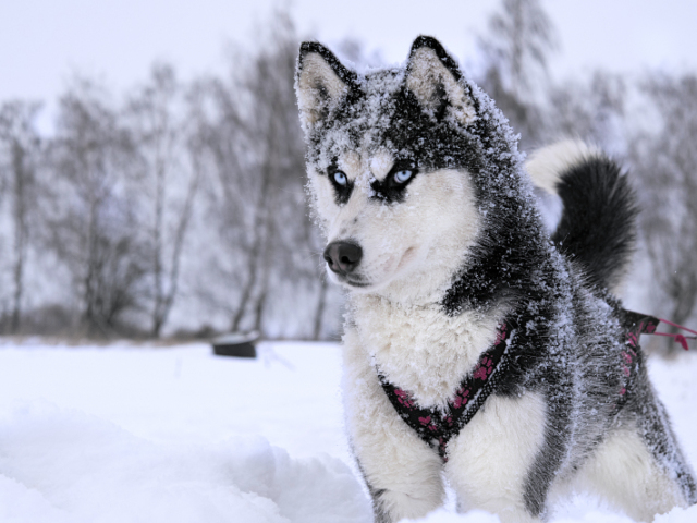 Husky Siberiano