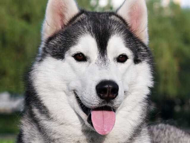 husky siberiano