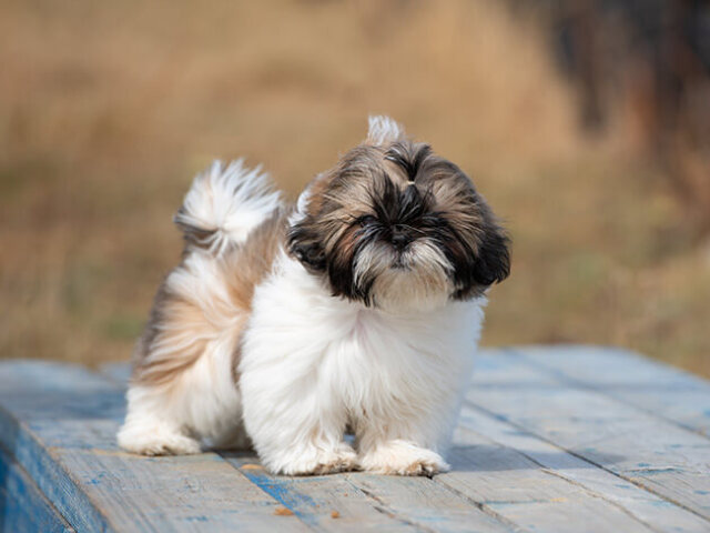 shih-tzu