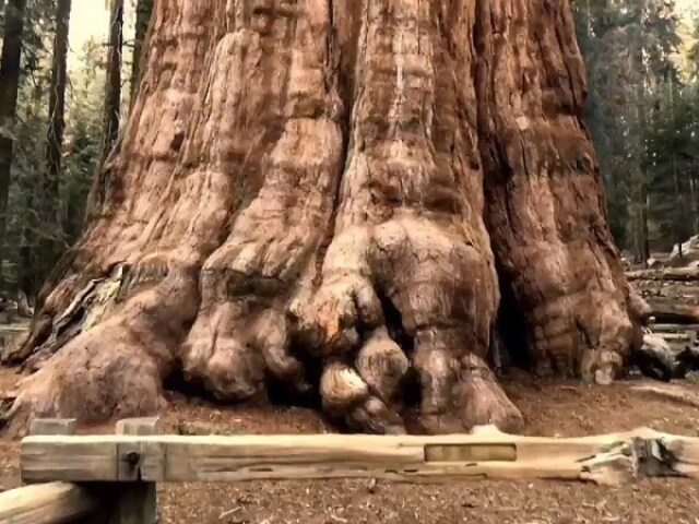 sequoia