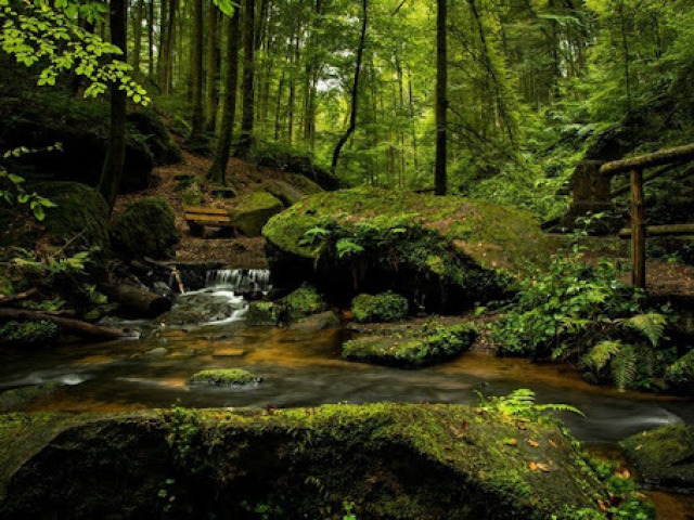 Floresta