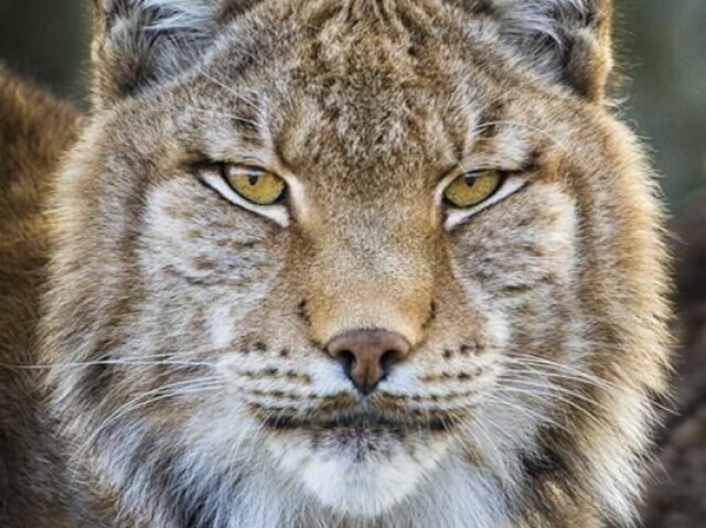 LINCE