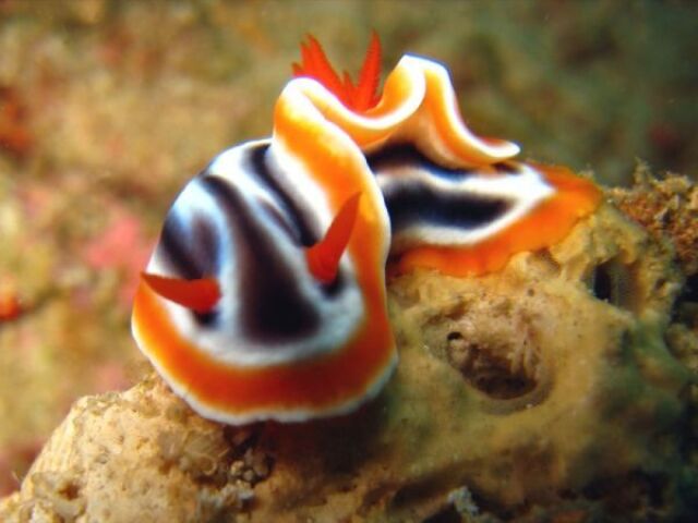 Nudibrânquios