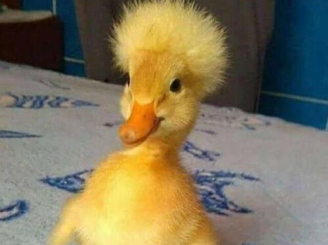 Um patinho 🐥