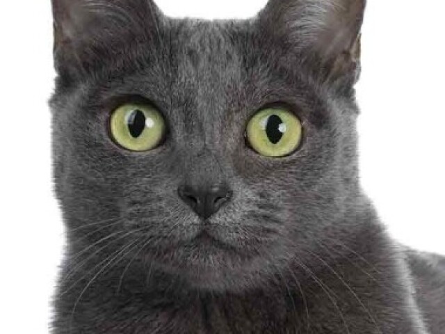 Korat