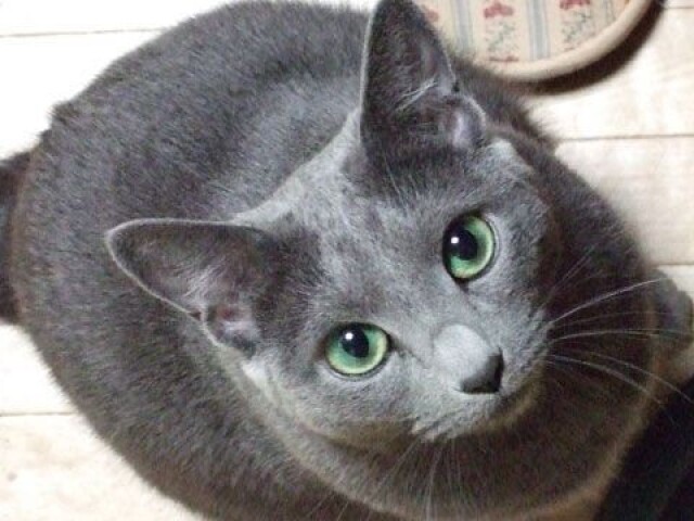 Gato azul russo