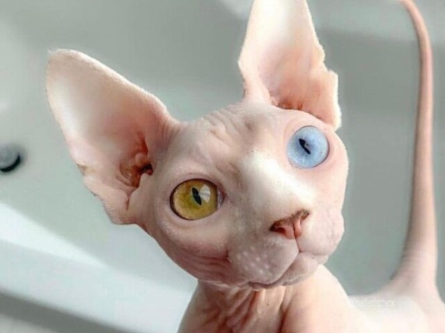 Sphinx