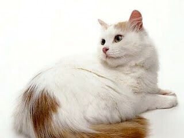 Turkish van