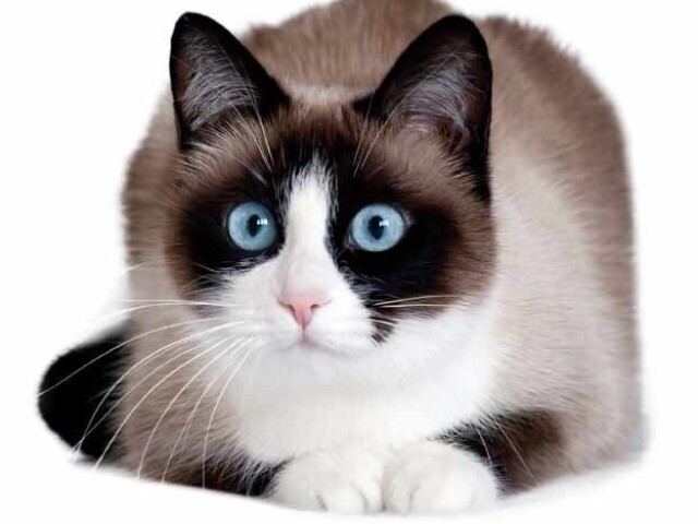 Snowshoe