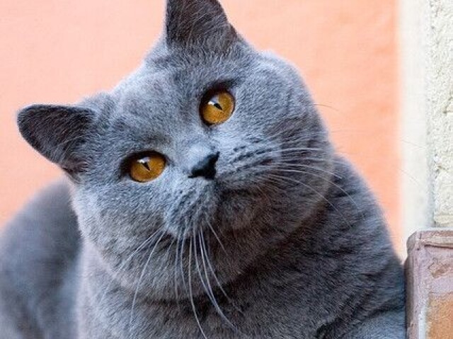 Chartreux