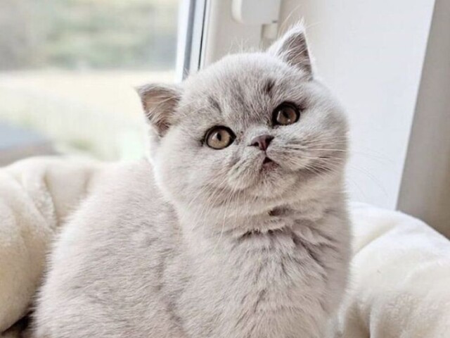 Qual raça de gato você seria?