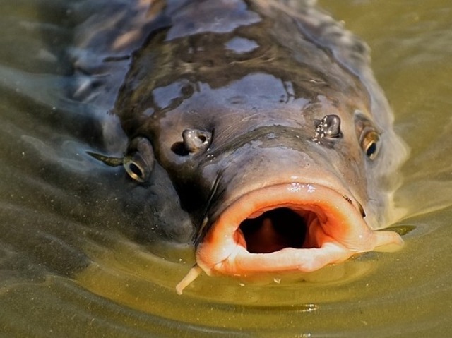 Essa FENOMENAL Carpa