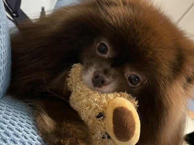 Kuma