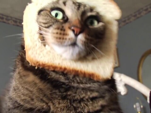 Uma padaria com gatos?!