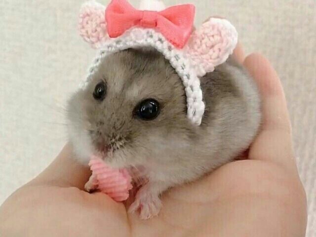 Hamster