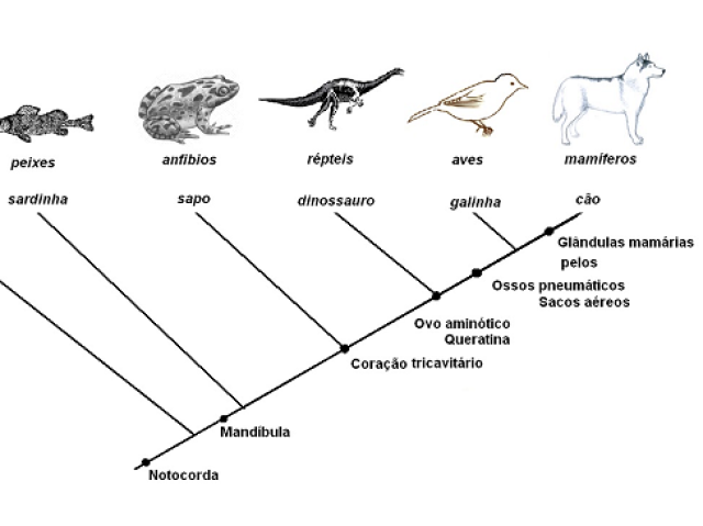 Evolução