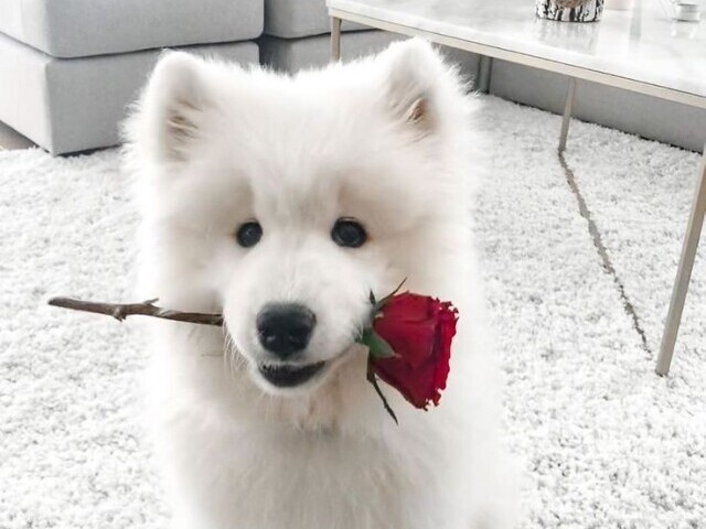 Quiz você realmente conhece a raça de cachorro parte(2)!