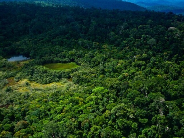 Transformo em uma gigantesca reserva florestal