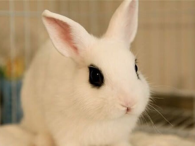 Hotot