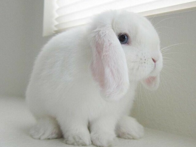 Mini lop