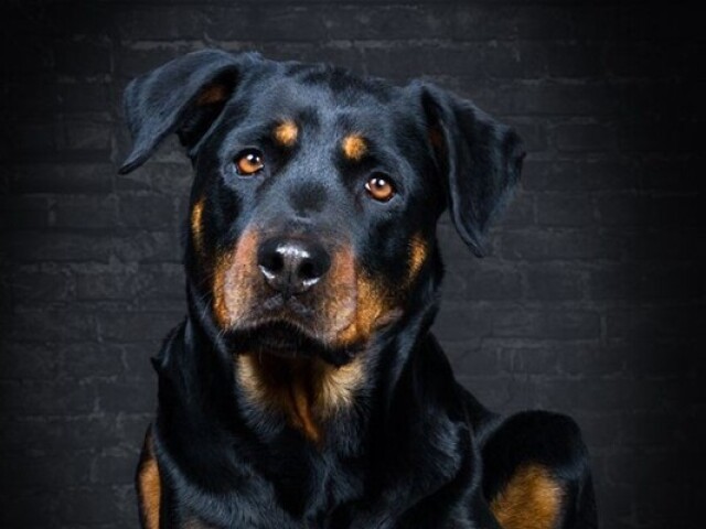 Rottweiler