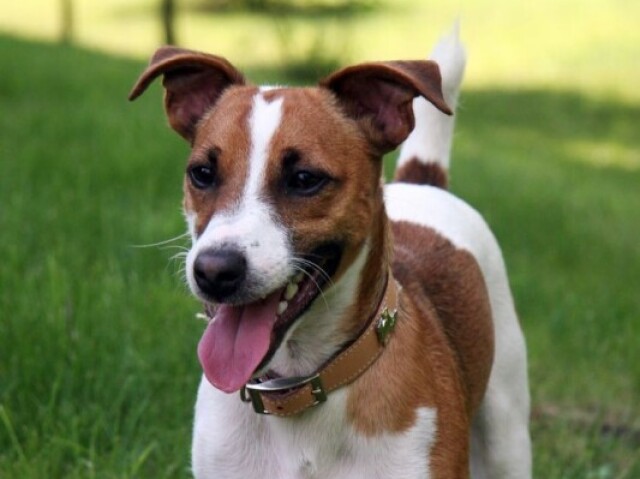 Jack russel terrier