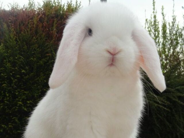 mini lop