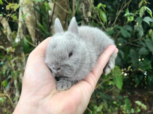 Netherland Dwarf