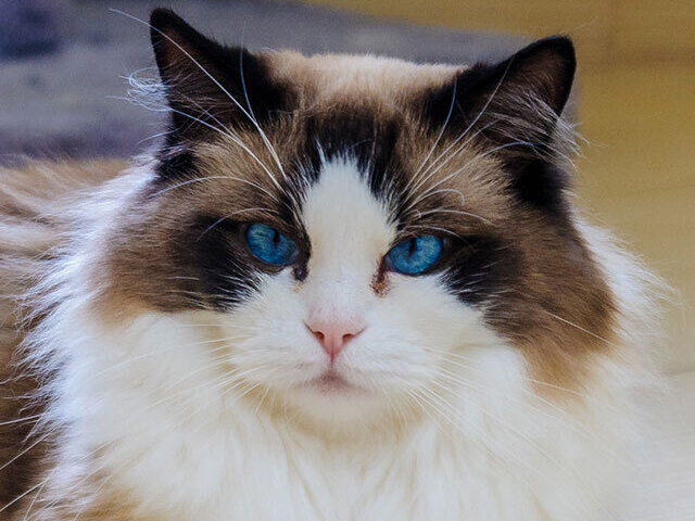 Ragdoll