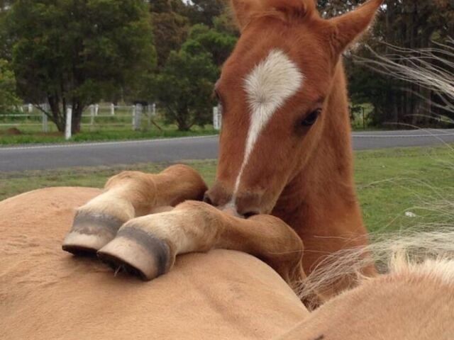 Cavalo.