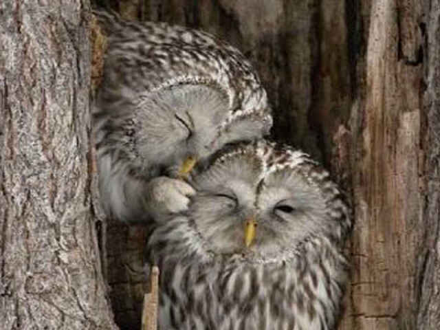 🦉🦉🦉🦉🦉🦉